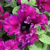 Espresso Frappe Ruby Petunia