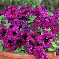 Espresso Frappe Ruby Petunia