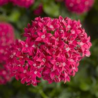 BeeBright Lipstick Pentas