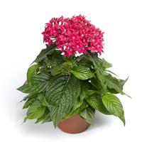 BeeBright Lipstick Pentas