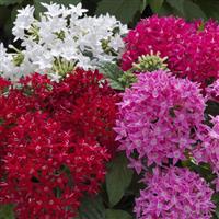 BeeBright Mix Pentas