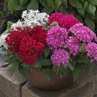 BeeBright Mix Pentas