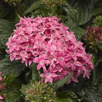 BeeBright Pink Pentas