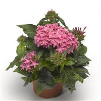 BeeBright Pink Pentas