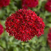 BeeBright Red Pentas