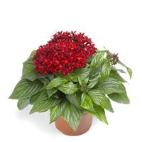 BeeBright Red Pentas