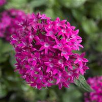 BeeBright Violet Pentas