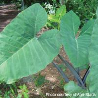  Xanthosoma Violaceum