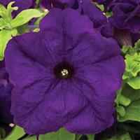 Duvet Blue Petunia
