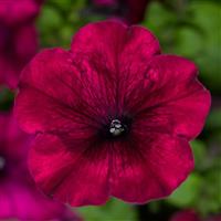 Duvet Burgundy Petunia