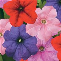 Duvet Mix Petunia