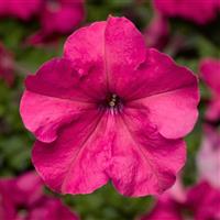 Duvet Pink Petunia