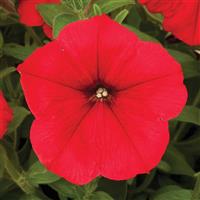 Duvet Red Petunia