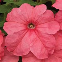 Duvet Salmon Petunia