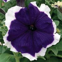 Frost Blue Petunia