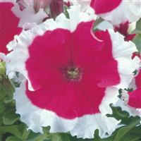 Frost Cherry Petunia