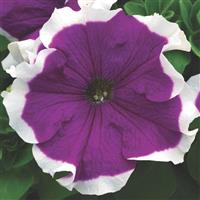 Frost Velvet Petunia