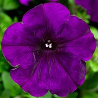 Hurrah Blue Petunia