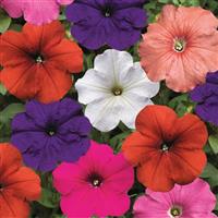 Hurrah Mix Petunia