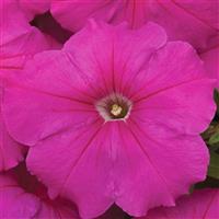 Hurrah Pink Petunia