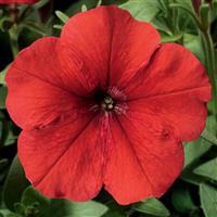Hurrah Red Petunia