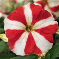 Hurrah Red Star Petunia