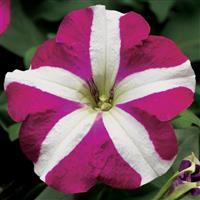 Hurrah Rose Star Petunia