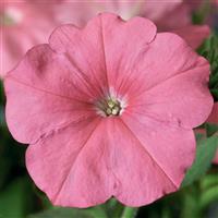 Hurrah Salmon Petunia