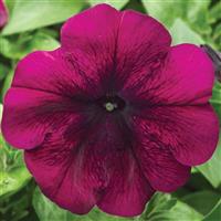Hurrah Velvet Petunia