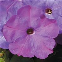 Hurrah Lavender Tie Dye Petunia