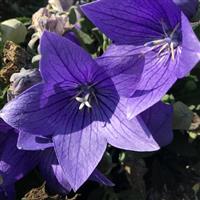 Platycodon Twinkle Blue