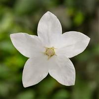 Platycodon Twinkle White