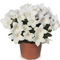 Platycodon Twinkle White