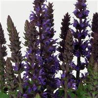Salvia Merleau Blue
