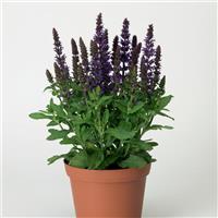 Salvia Merleau Blue