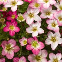 Saxifraga Species Lofty Pink Shades