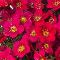 Saxifraga Species Lofty Dark Rose Shades