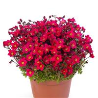 Saxifraga Species Lofty Dark Rose Shades
