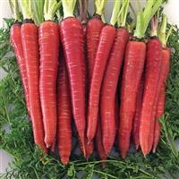 Malbec Carrot