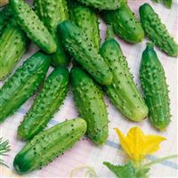Parisian Gherkin Cucumber