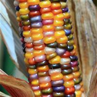 Glass Gem Ornamental Corn