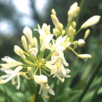 Agapanthus Snow Pixie