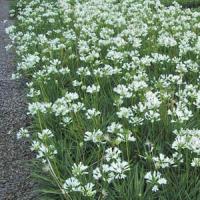 Agapanthus Snow Pixie
