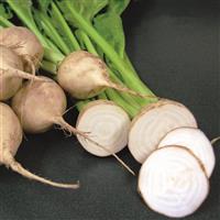Avalanche Beet