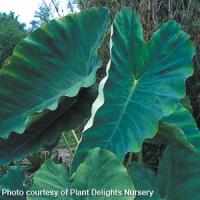 Jack's Giant Colocasia Esculenta