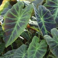 Illustris Colocasia Antiquorum