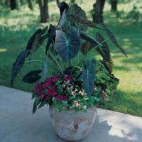 Illustris Colocasia Antiquorum
