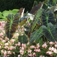 Illustris Colocasia Antiquorum