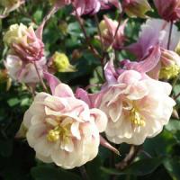 Aquilegia Winky Double Rose-White