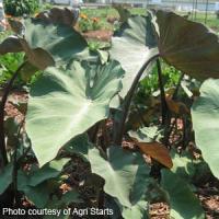 Maui Magic Colocasia